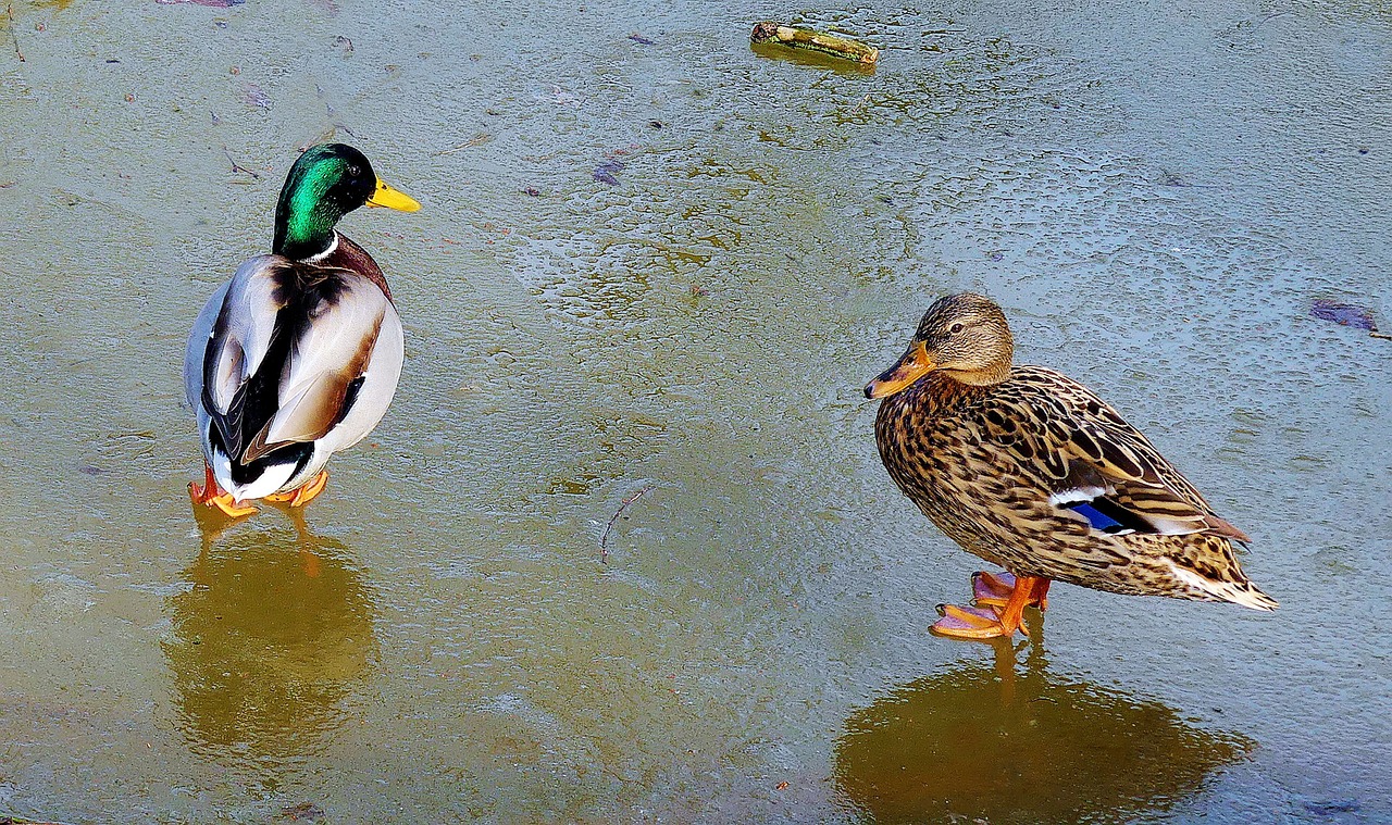 pair of ducks ice couple free photo