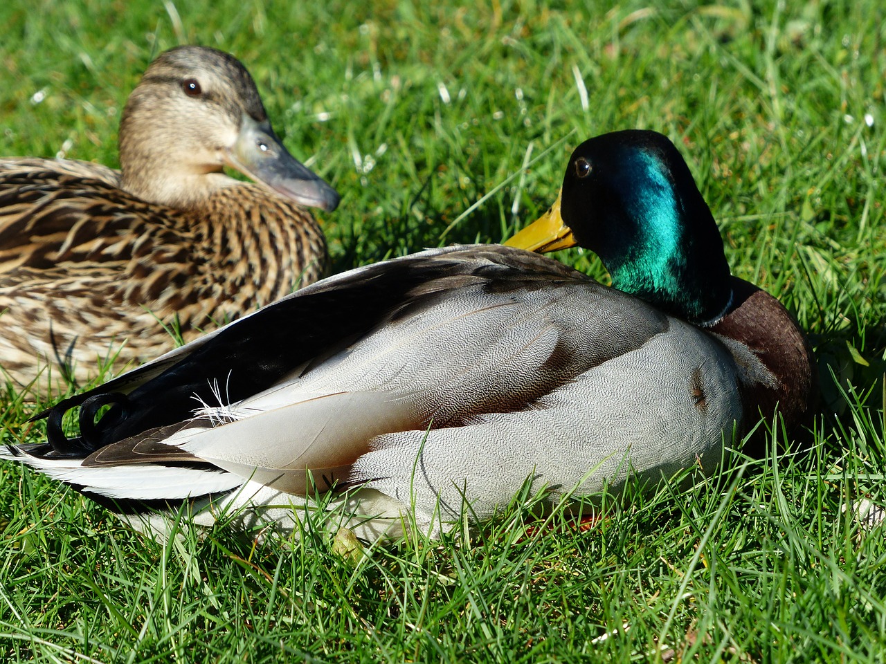 pair of ducks couple love free photo