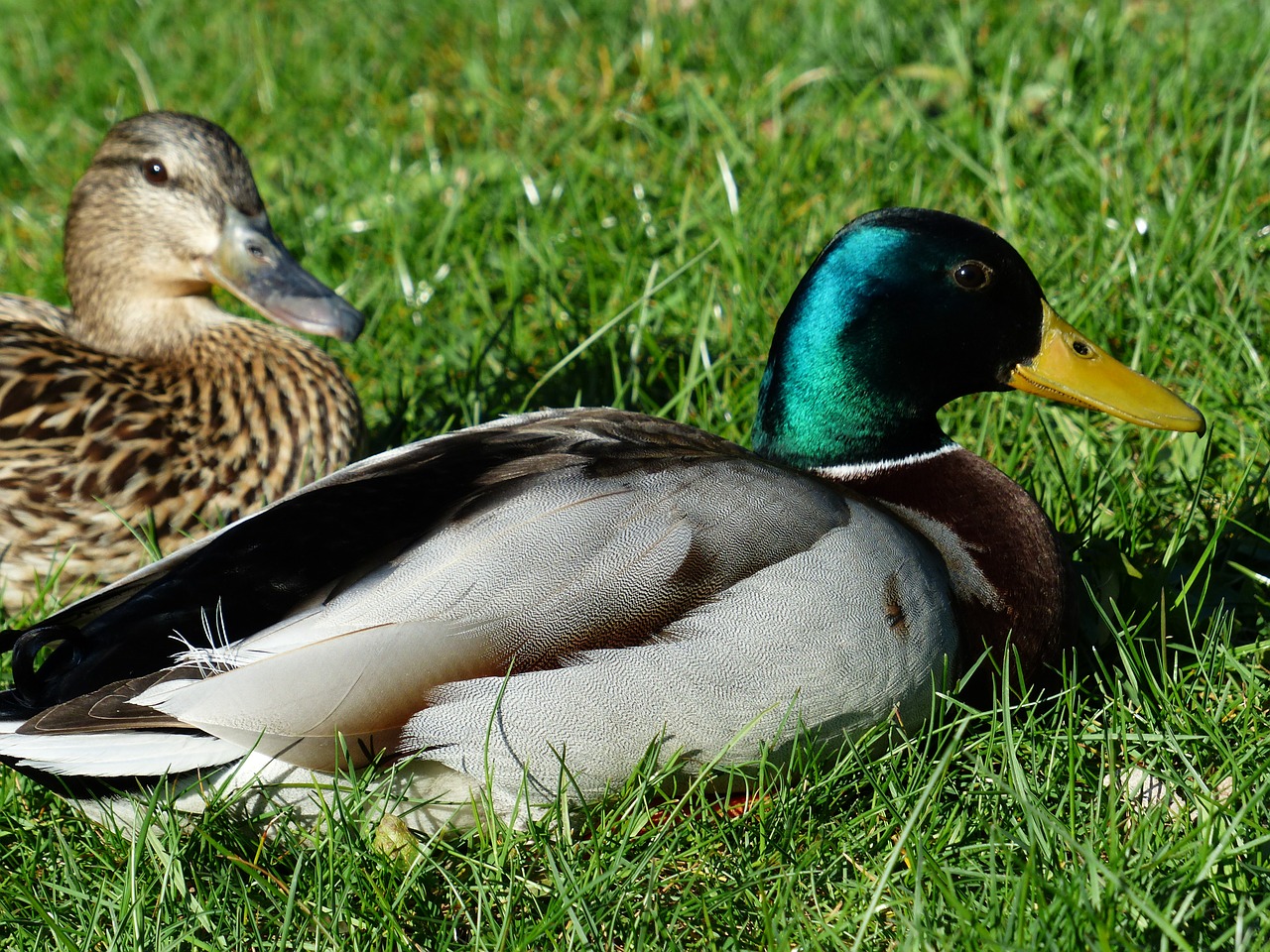 pair of ducks couple ducks free photo