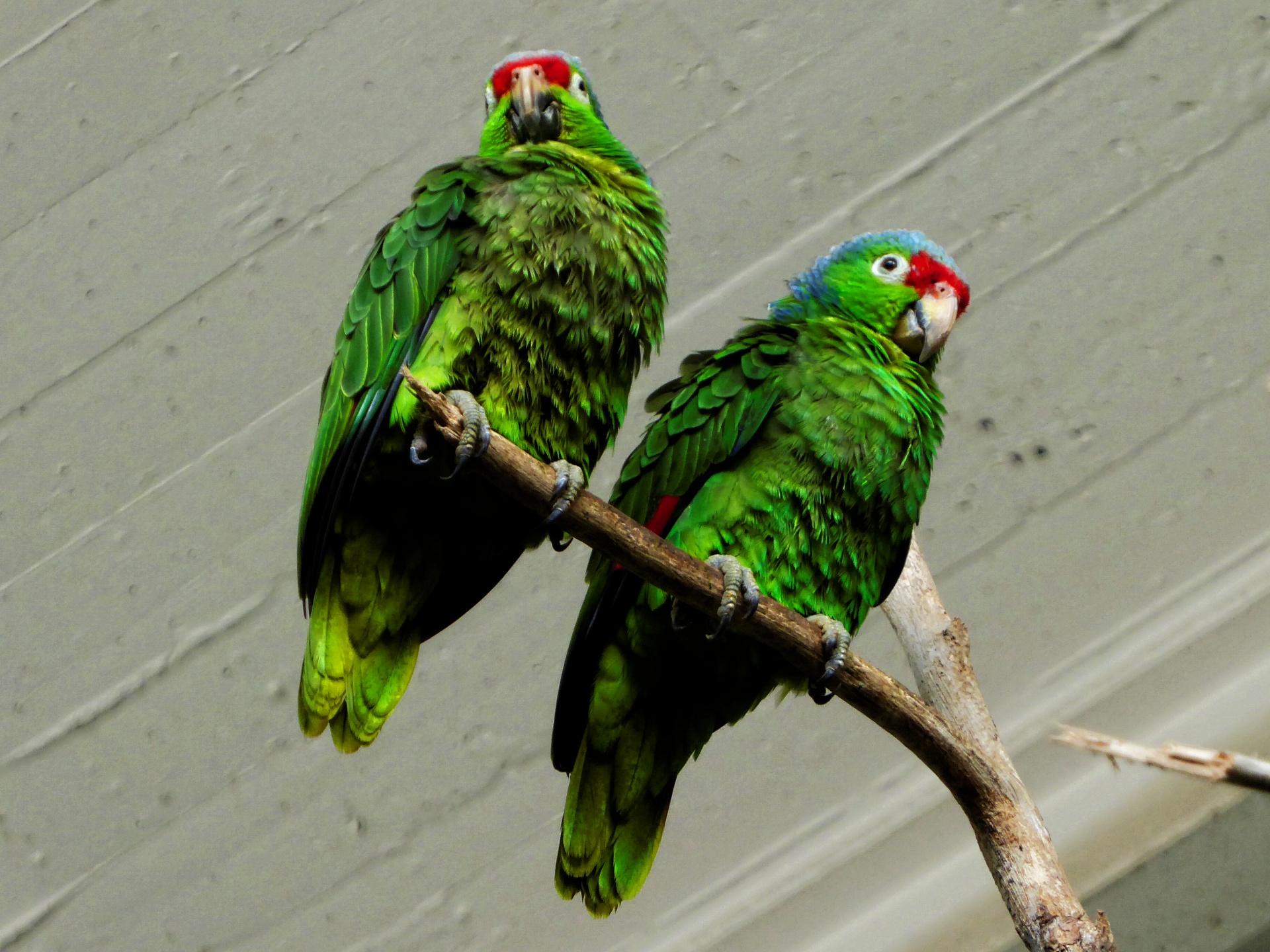 parrots sitting branch free photo