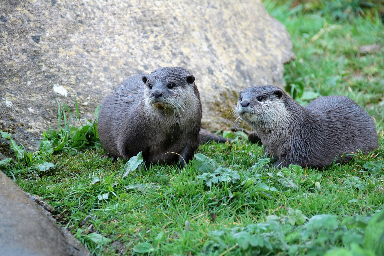 pair of otters otter mammal free photo