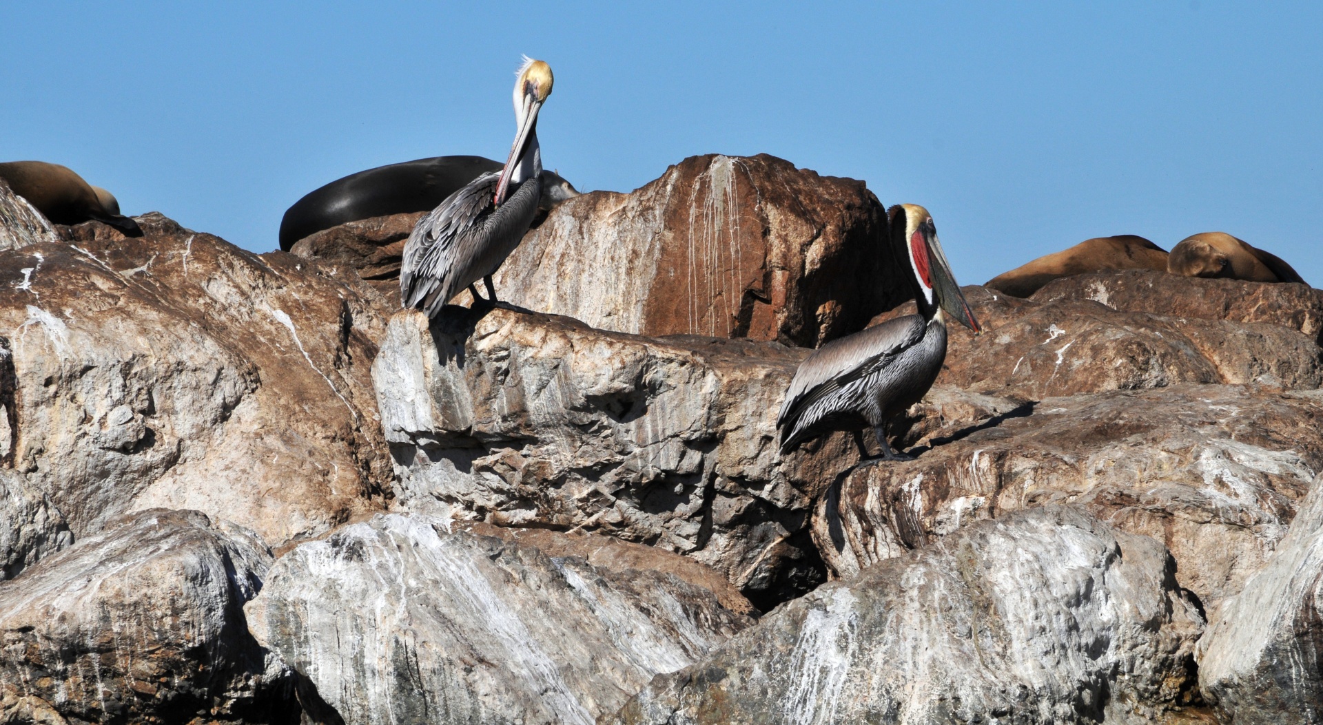 pelicans pelican rocks free photo