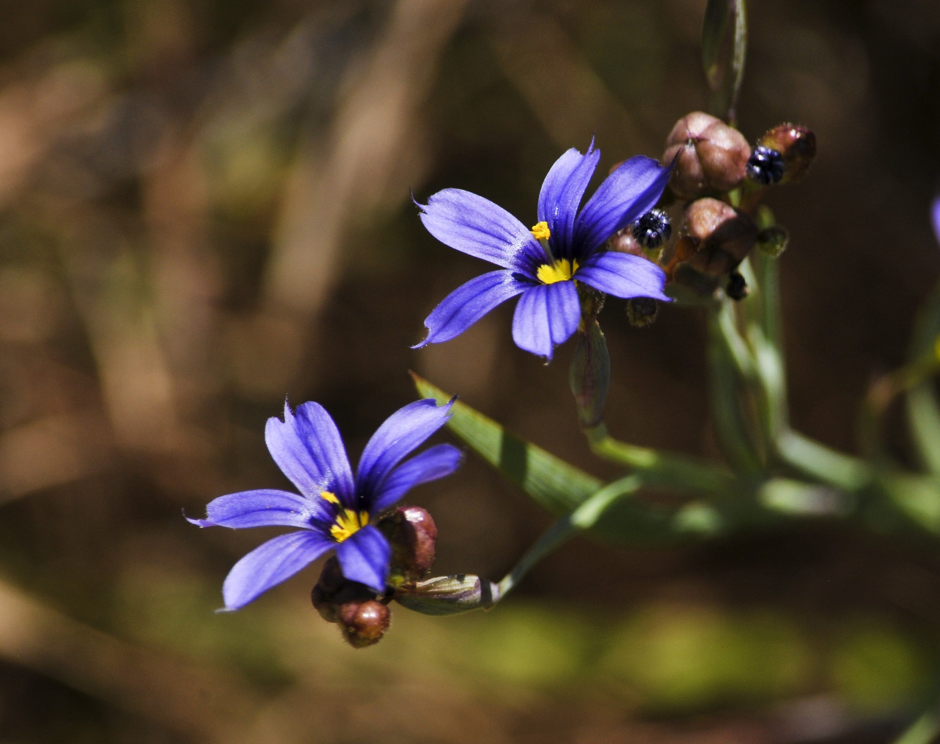 flower flowers floral free photo