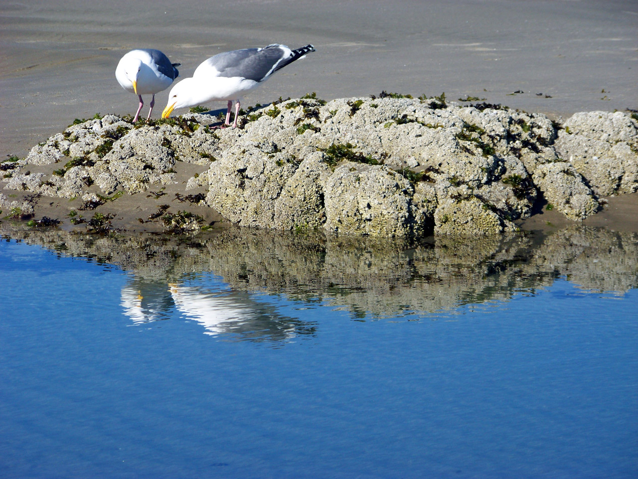 birds gulls seagulls free photo