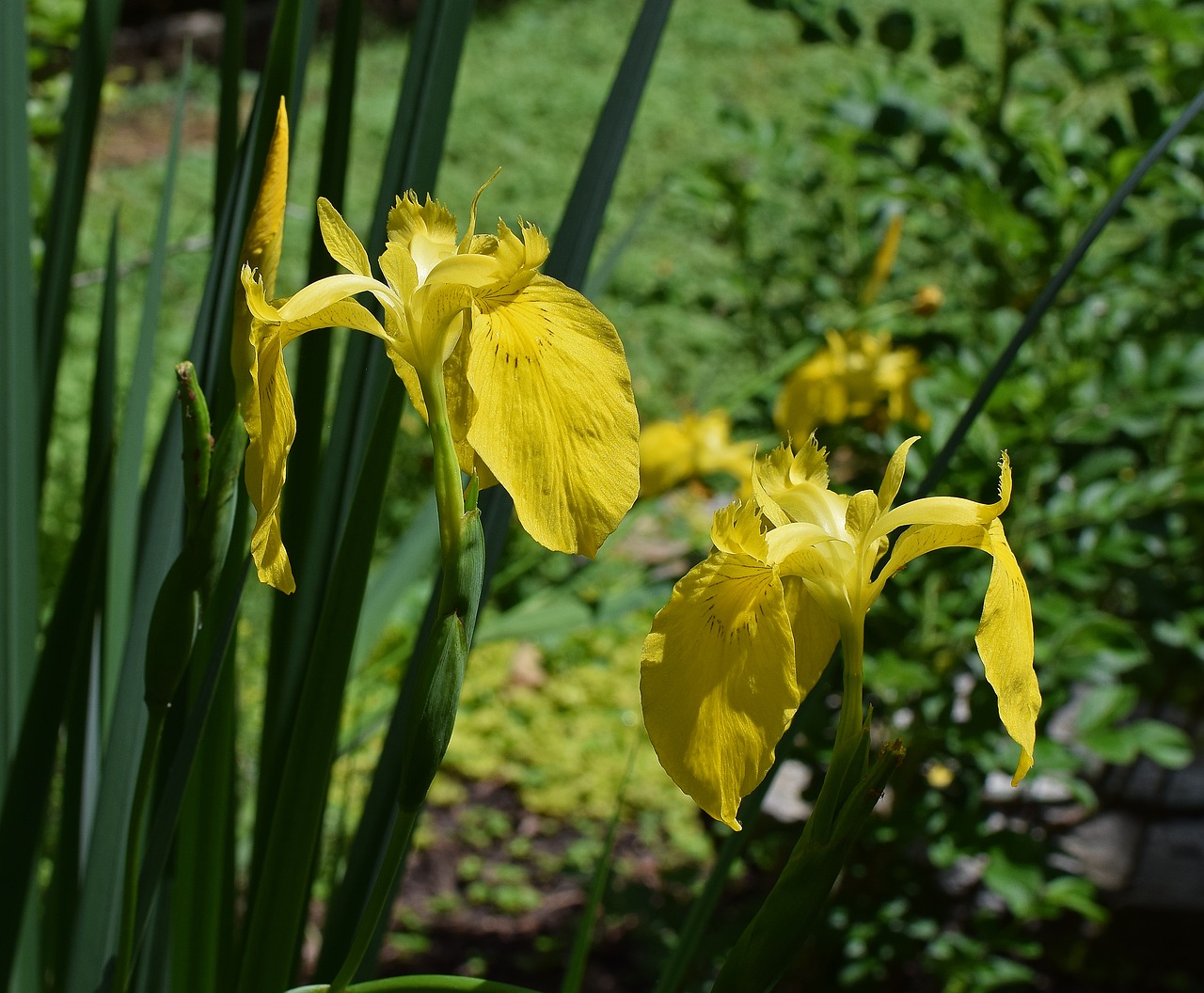 pair of yellow iris swamp iris flower free photo