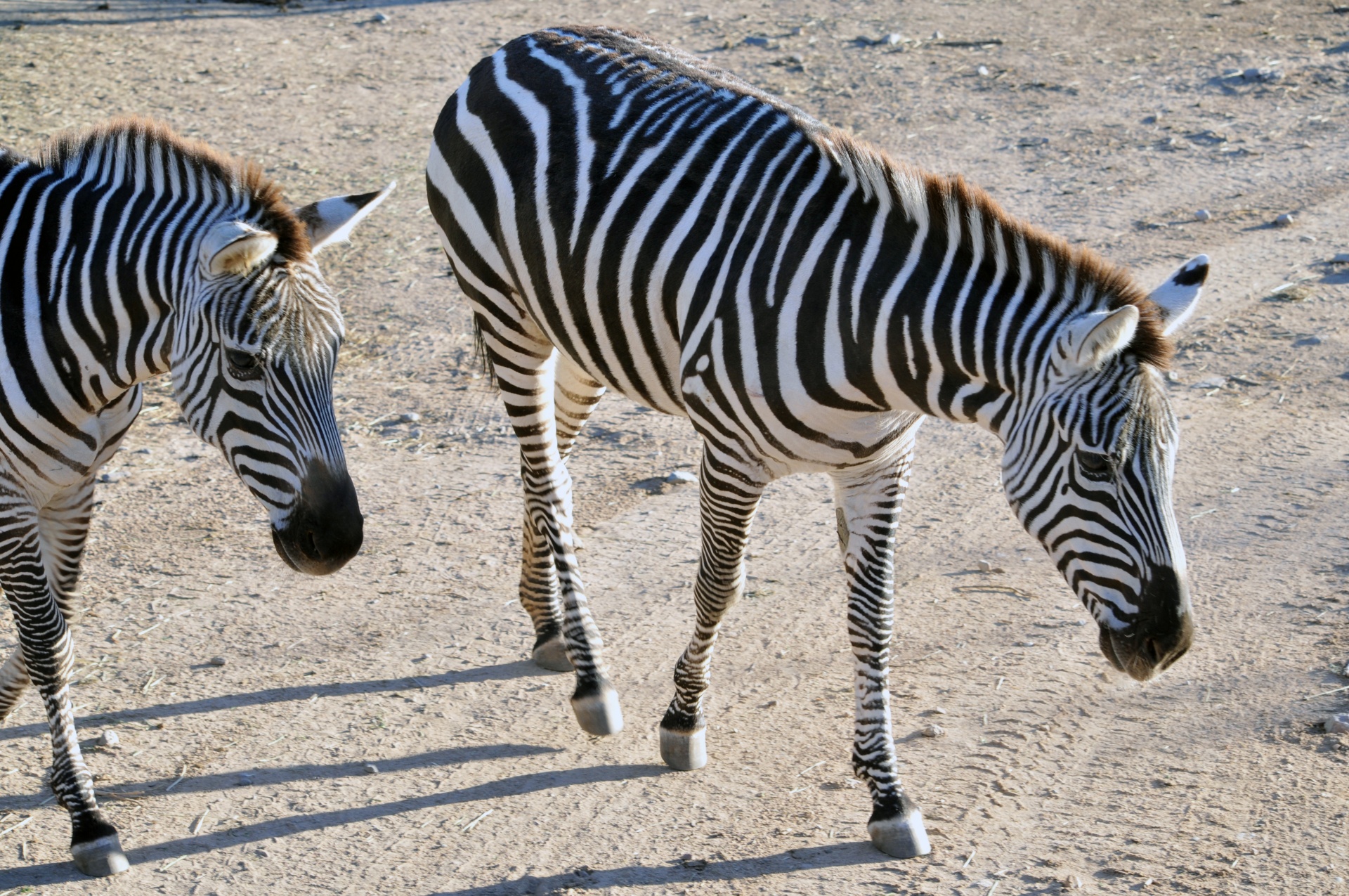 zebra zebras animal free photo