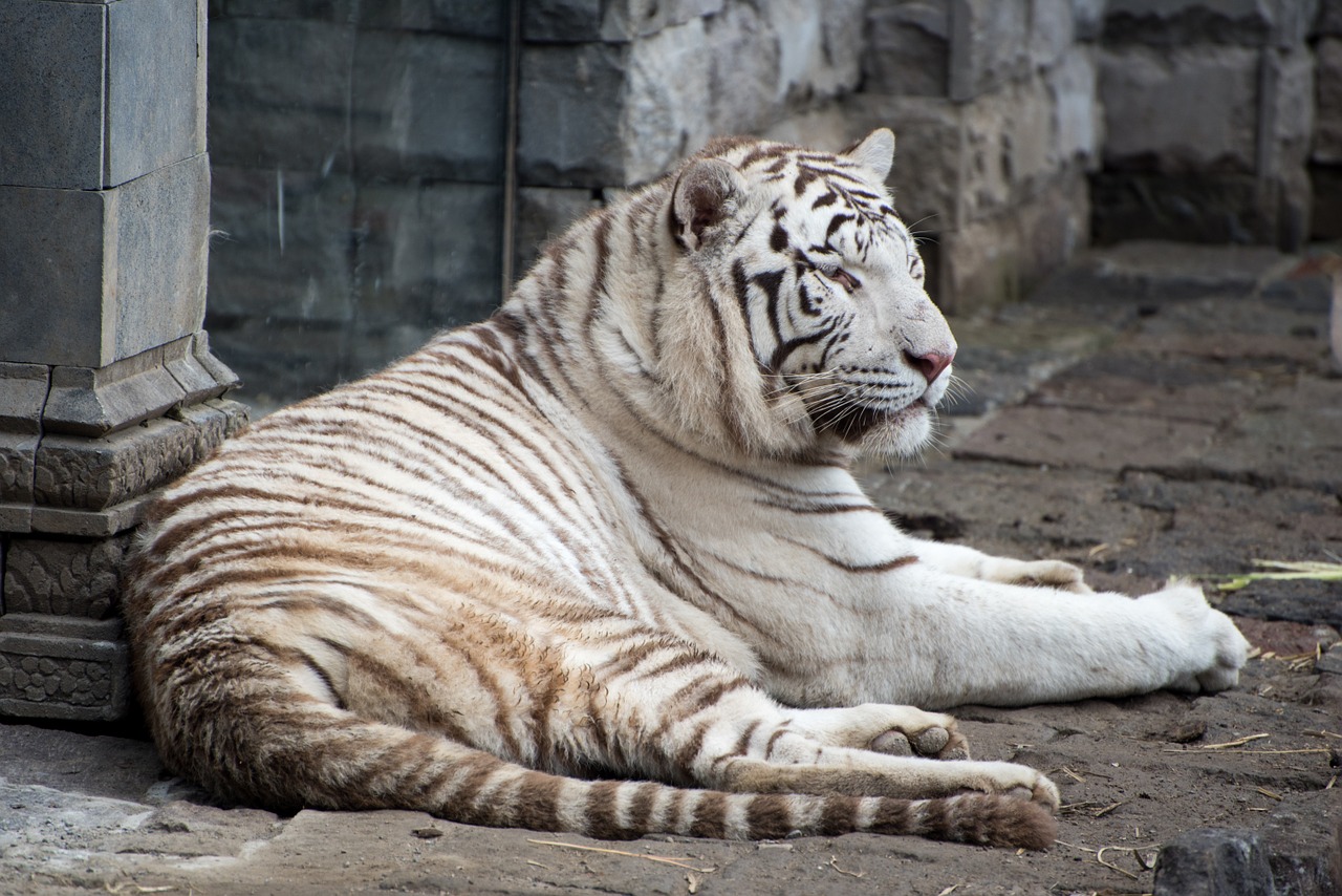 pairi daiza white tiger wild free photo