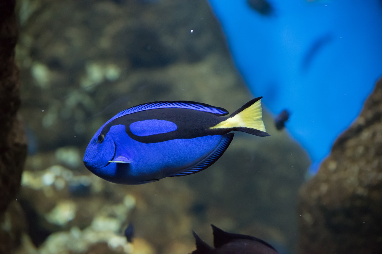 pairi daiza arnold blue fish free photo