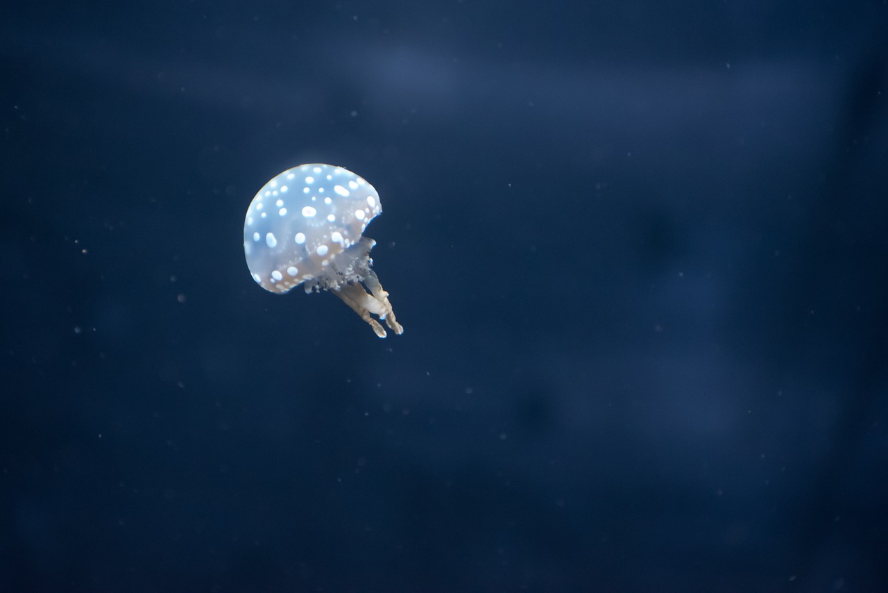pairi daiza jellyfish mini free photo