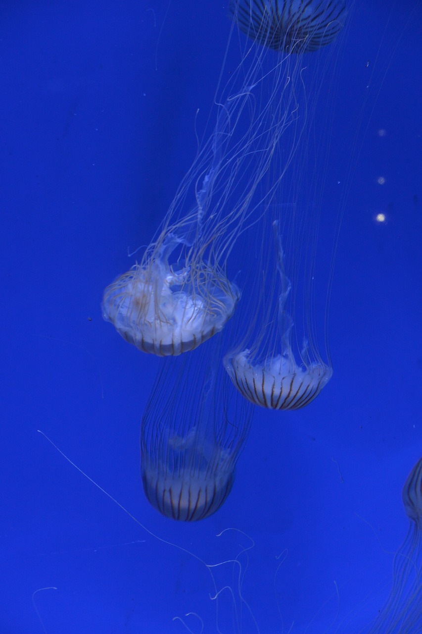 pairi daiza jellyfish marine world free photo
