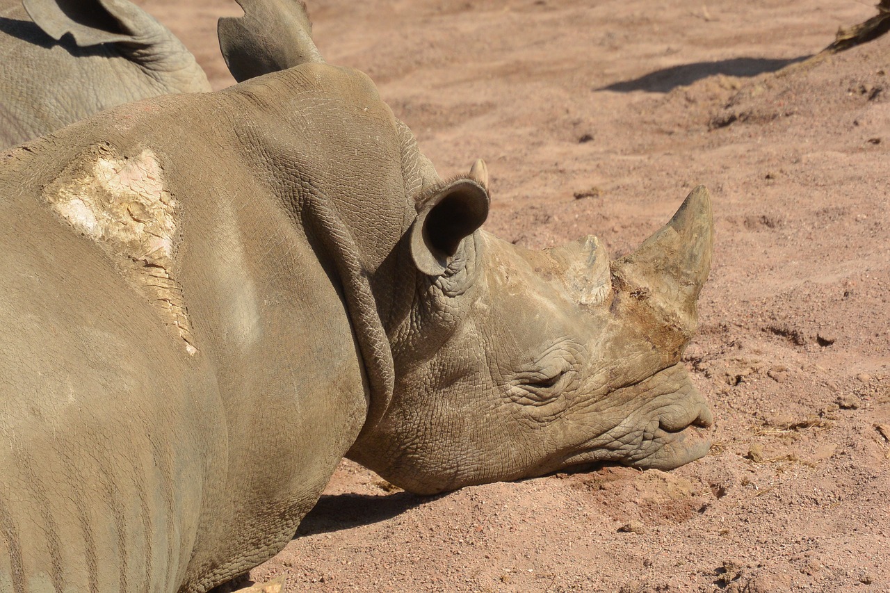 pairi daiza rhinoceros animals free photo