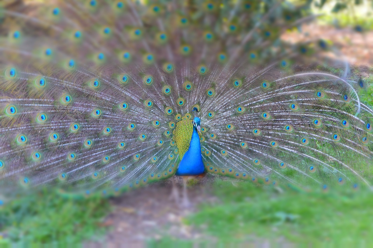 pairi daiza peacock animals free photo