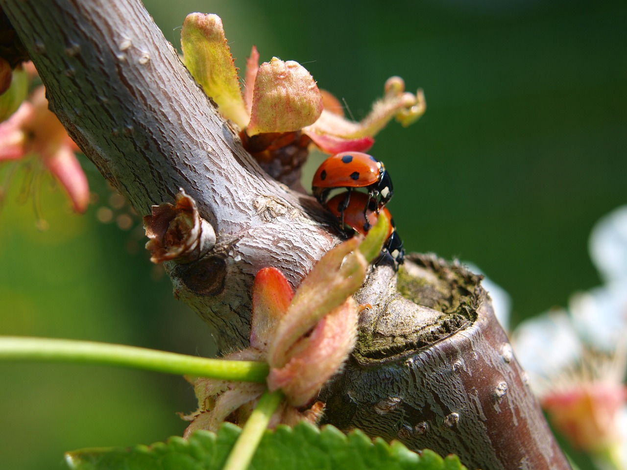 pairing insect ladybug free photo