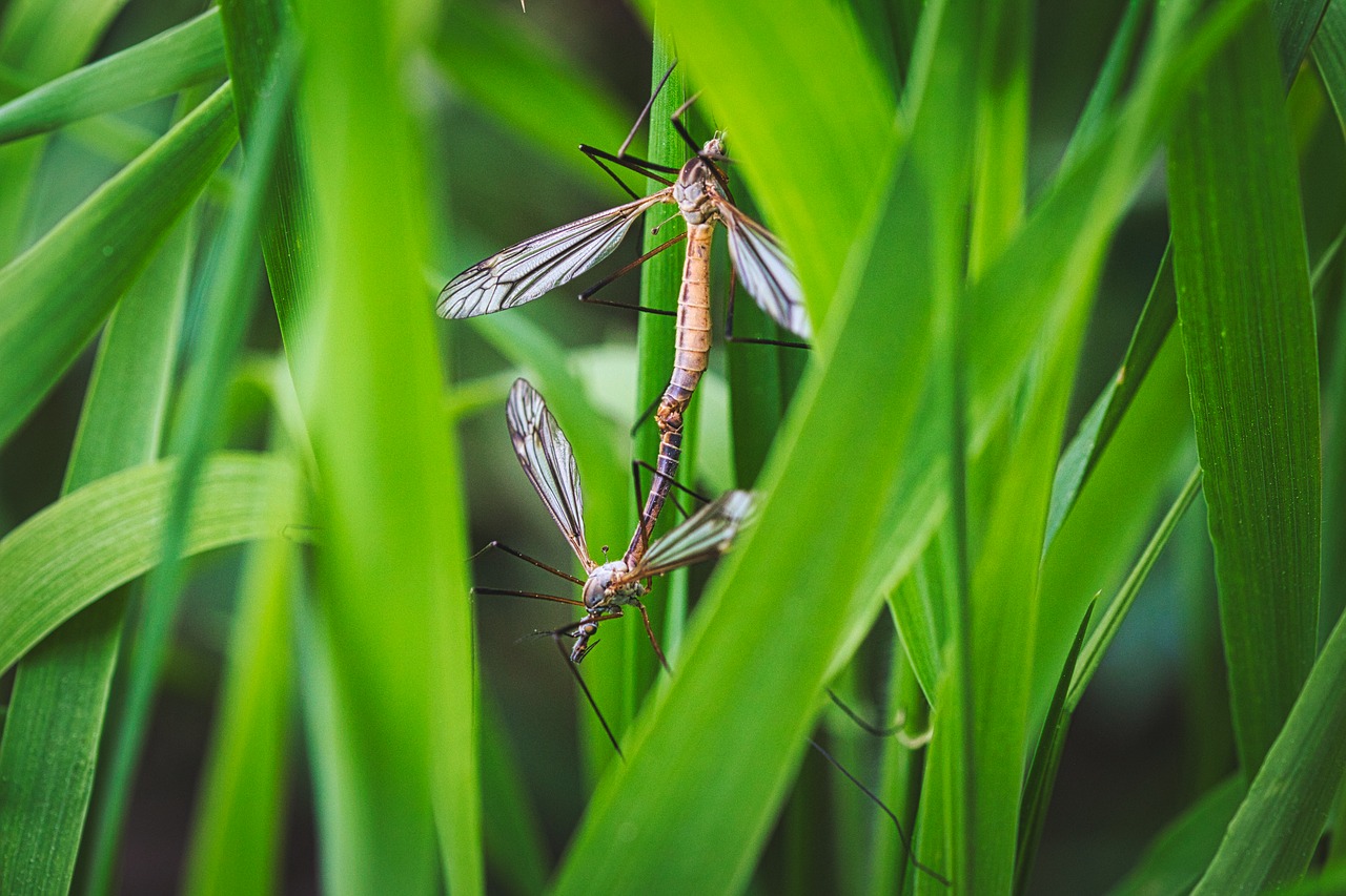pairing  insect  mosquitoes free photo