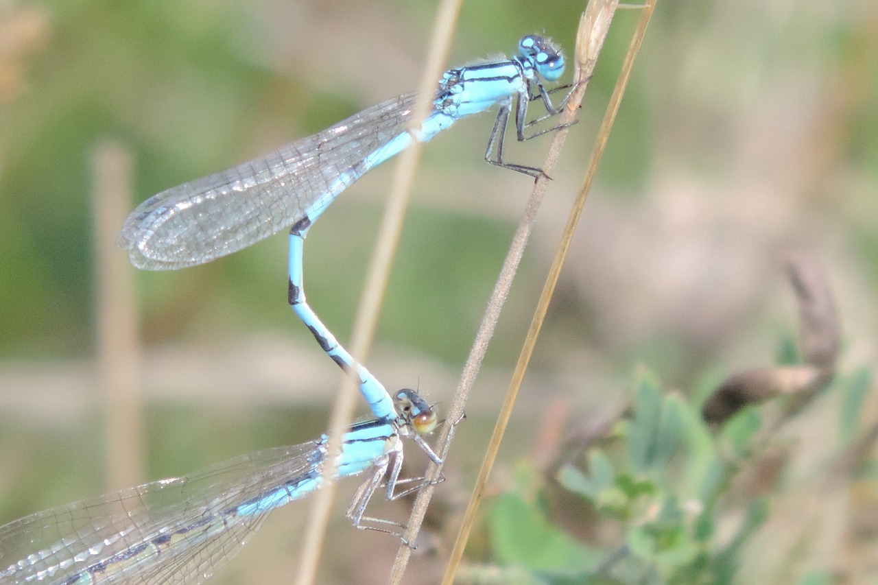 pairing dragonfly pair free photo