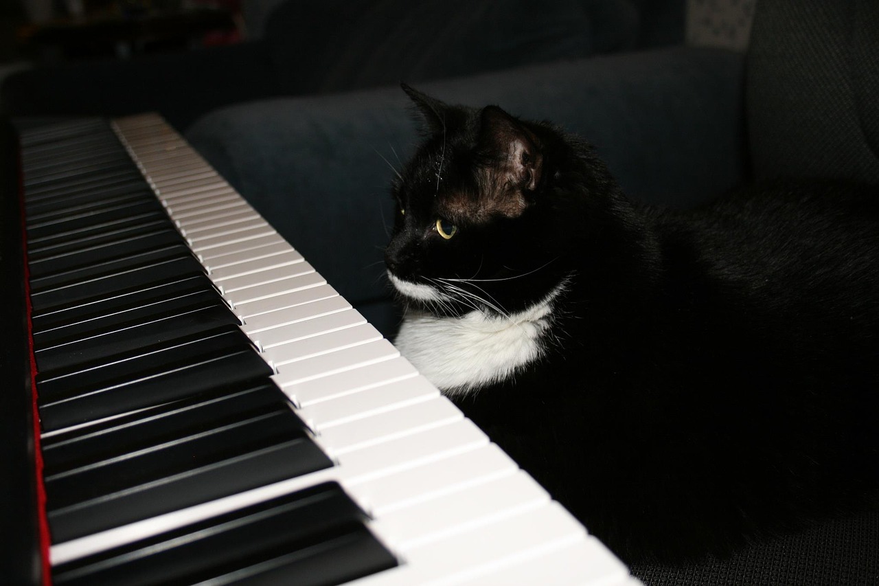 Музыка сиди качество. Кот на пианино. Кот на рояле. Кошка на пианино. Черный кот рояль.