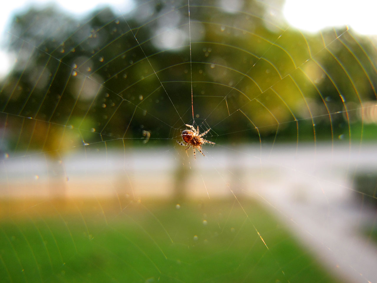 spider nature macro free photo