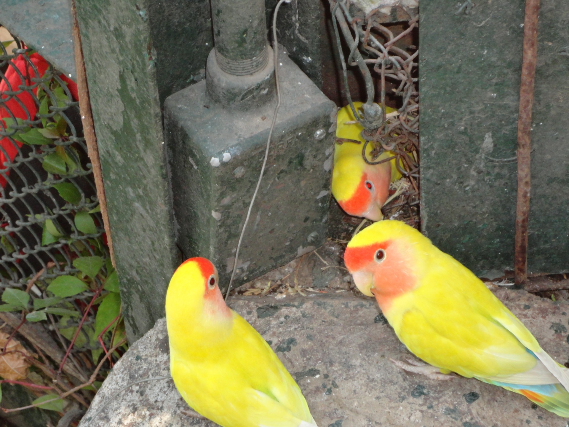 parakeets budgies aviary free photo