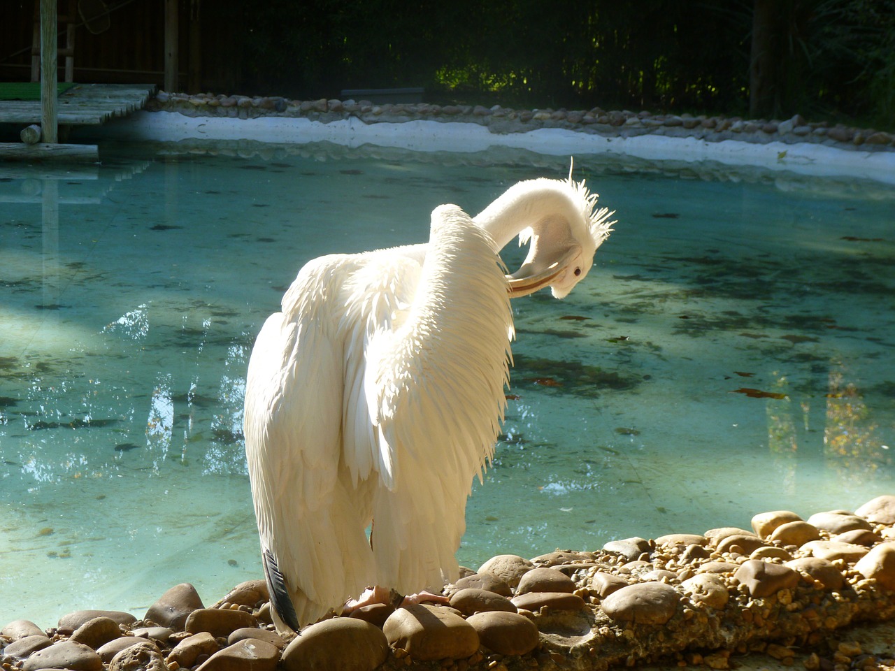 pajarraco pelican bird free photo