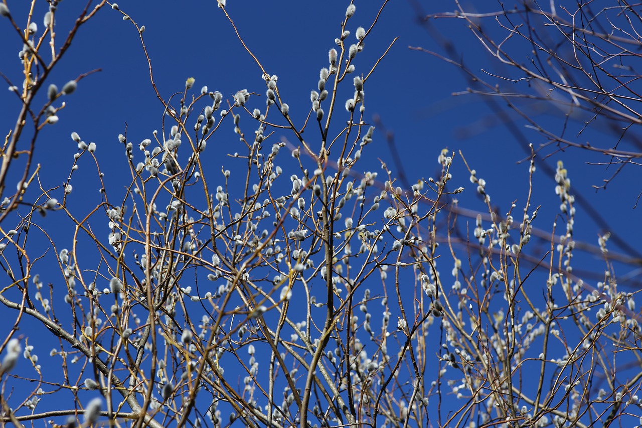 pajunk  spring  willow free photo