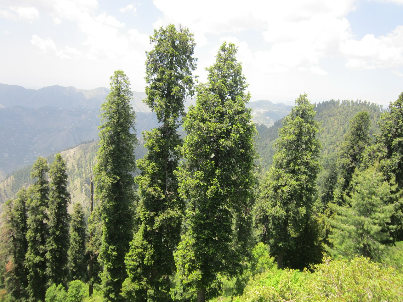 pakistan nature forest free photo