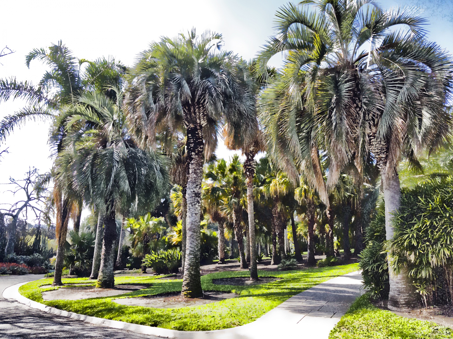 california palm trees stand trees free photo