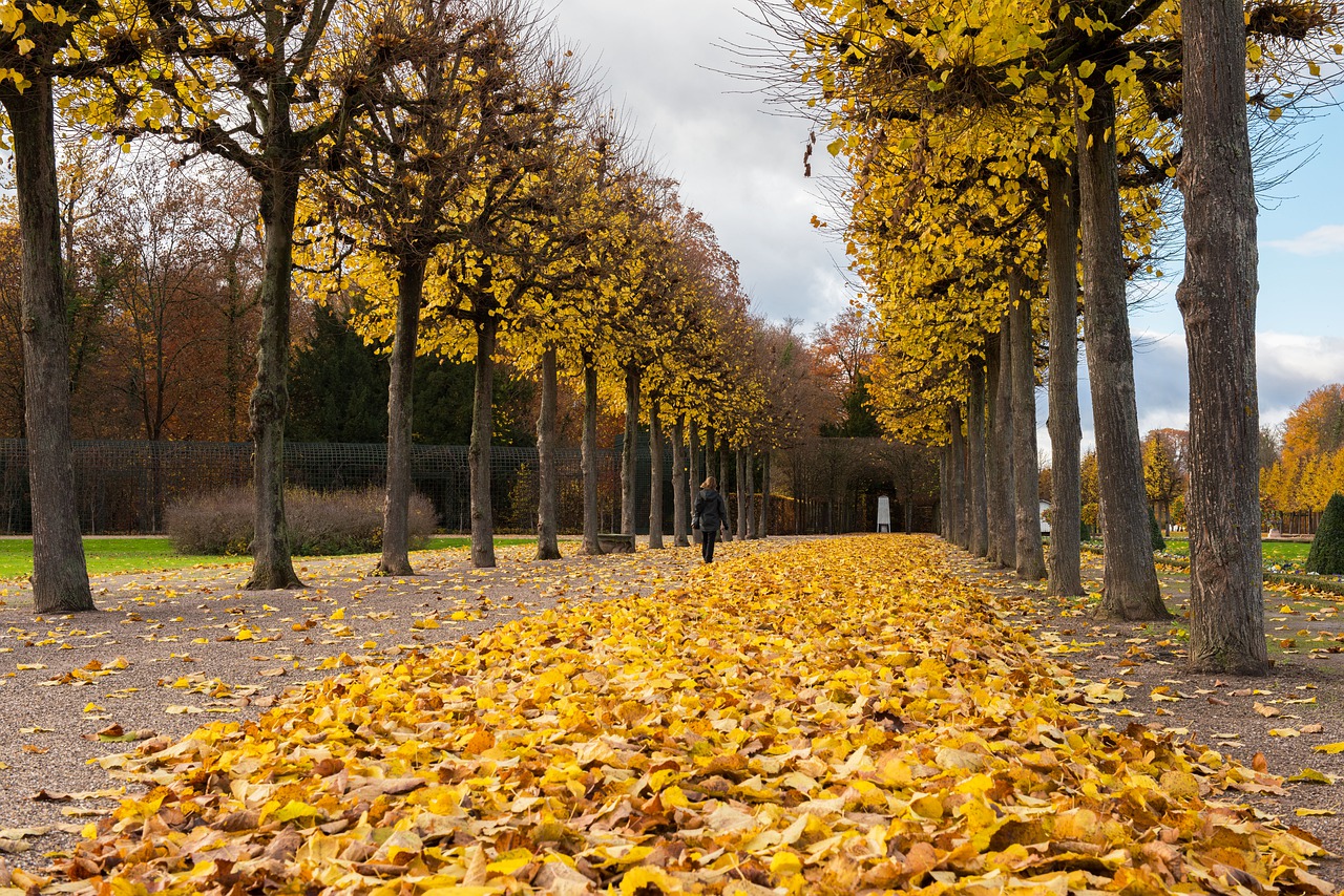 palace  autumn  leaves free photo