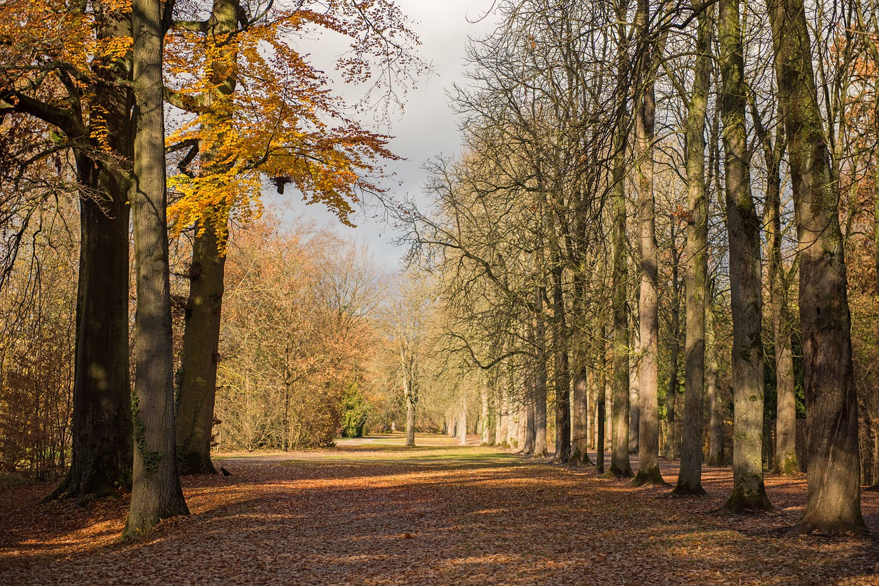 palace  autumn  leaves free photo