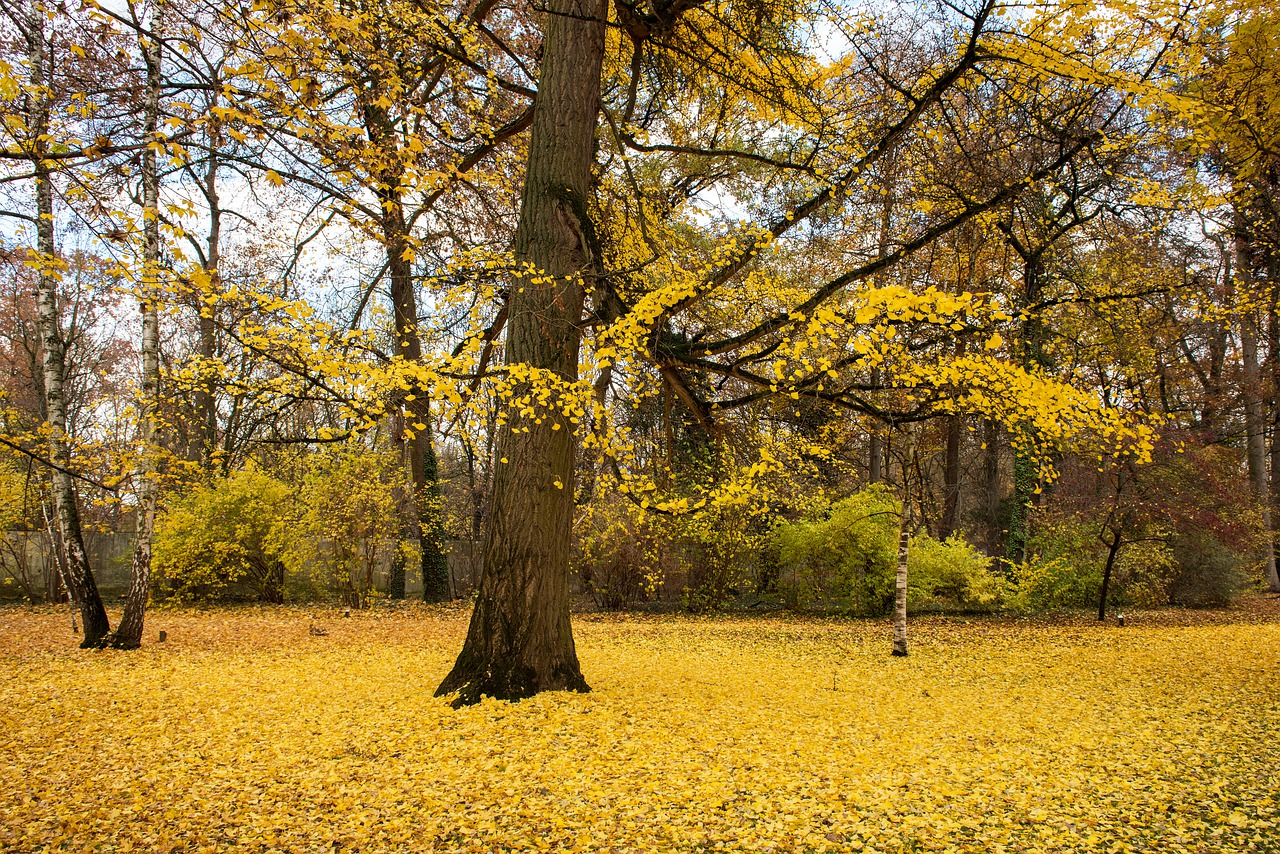 palace  autumn  leaves free photo