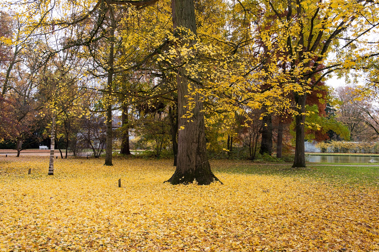 palace  autumn  leaves free photo