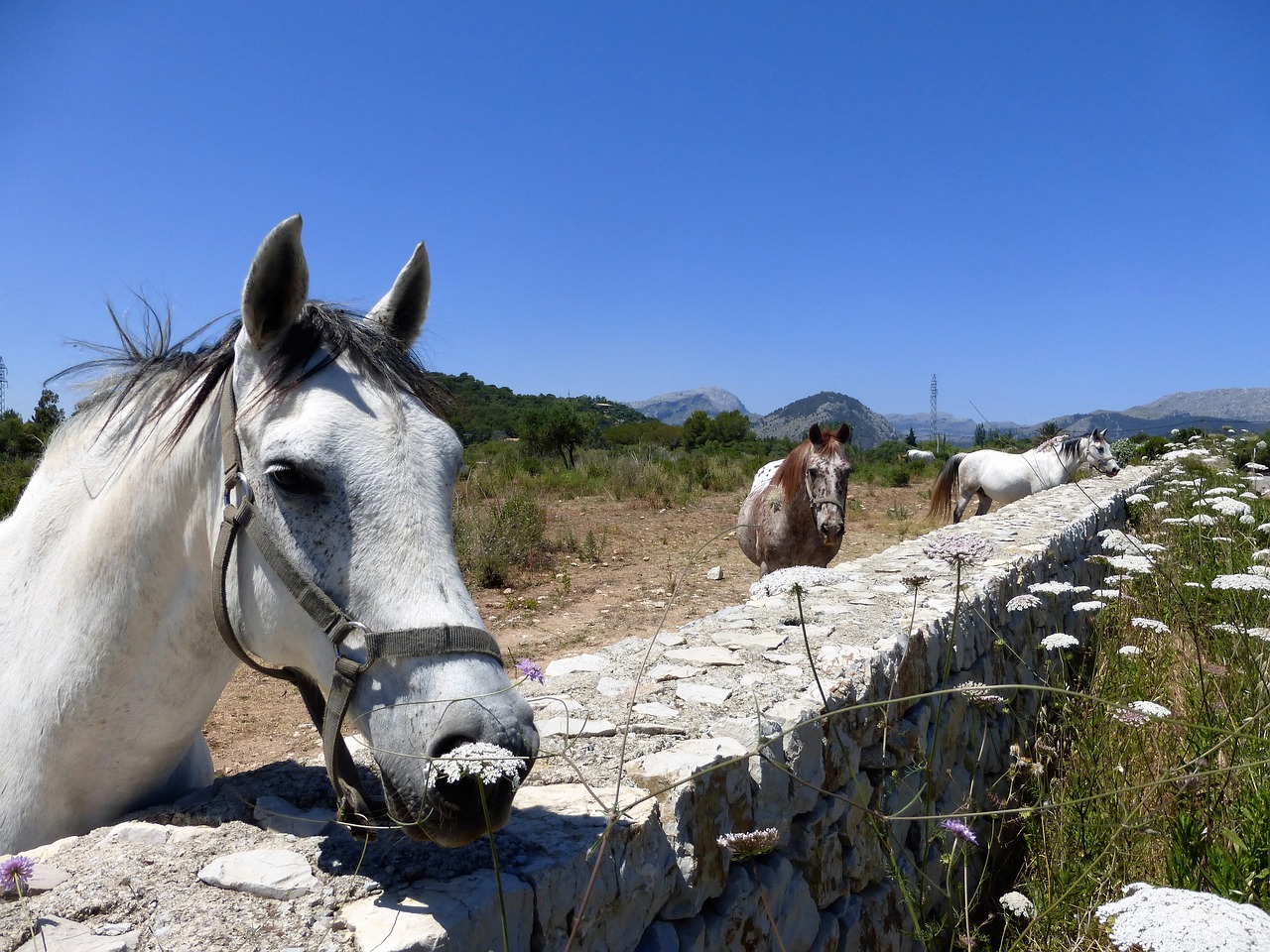 horses palamino's pollensa free photo