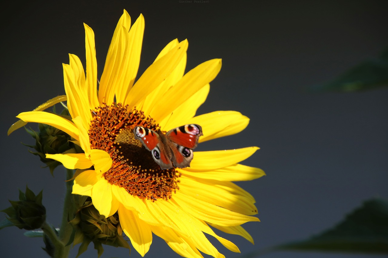 palatinate münchweiler sun flower free photo