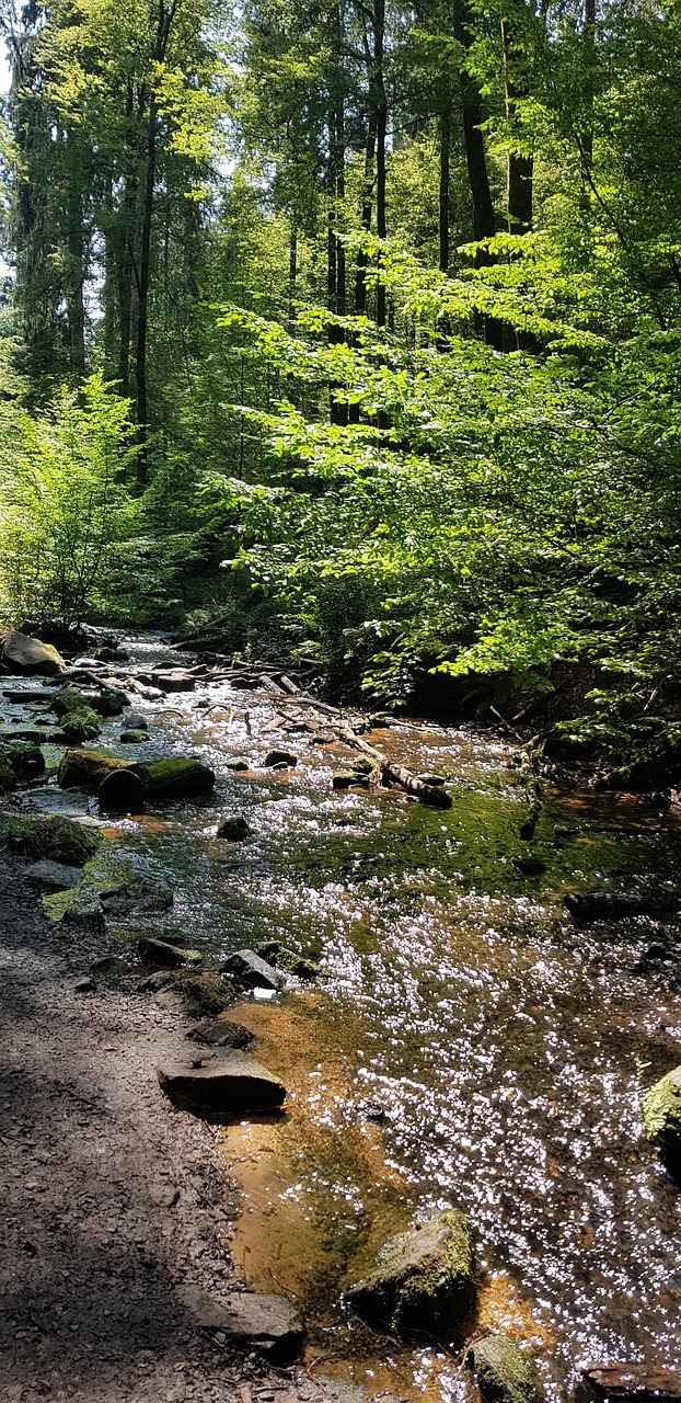 palatinate forest  creek  water free photo