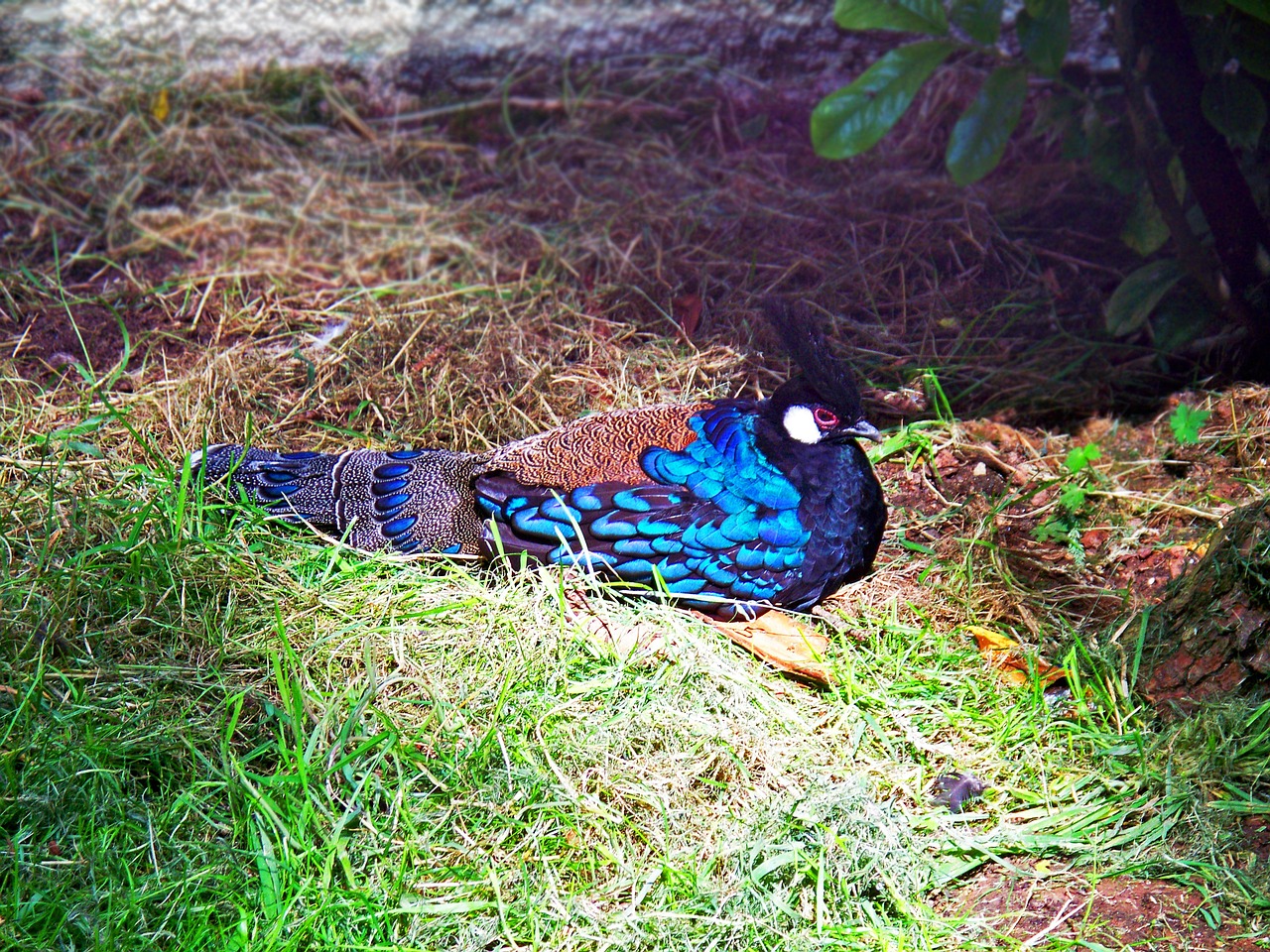 palawan peacock-pheasant pheasant polyplectron napoleonis free photo