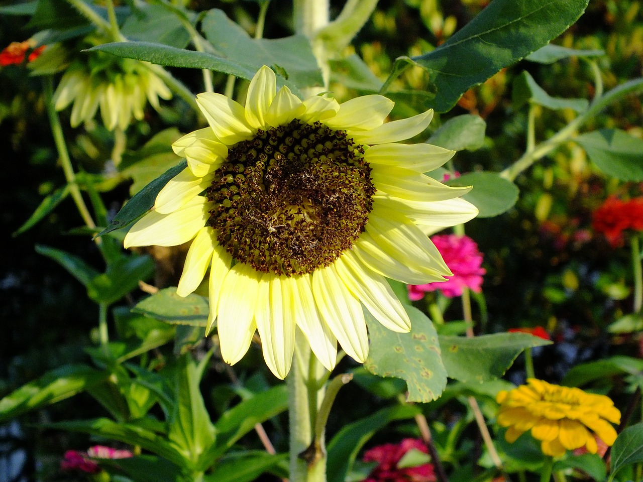 pale yellow sunflower free photo