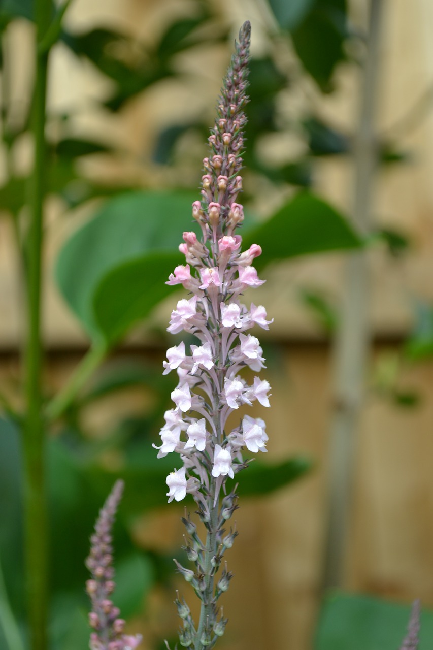 pale-pink loosestrife plant garden free photo