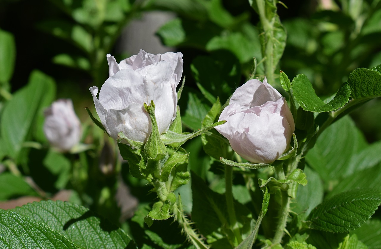 pale pink roses rugosa rose flower free photo