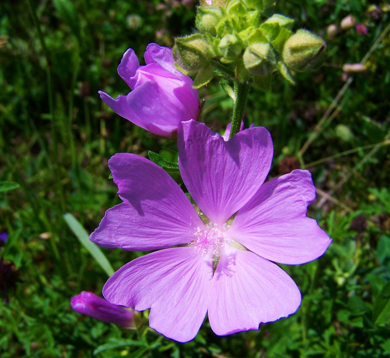 pale purple meadow flower summer wildflower free photo