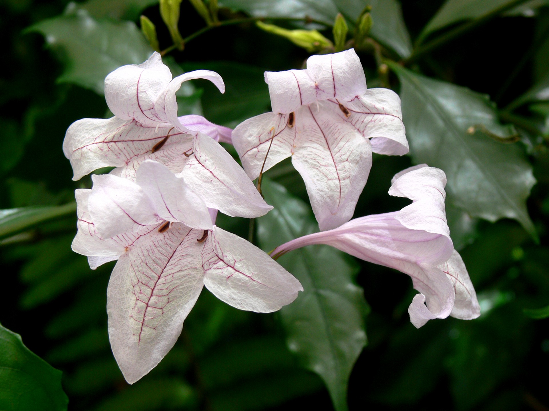 purple flowers flora free photo