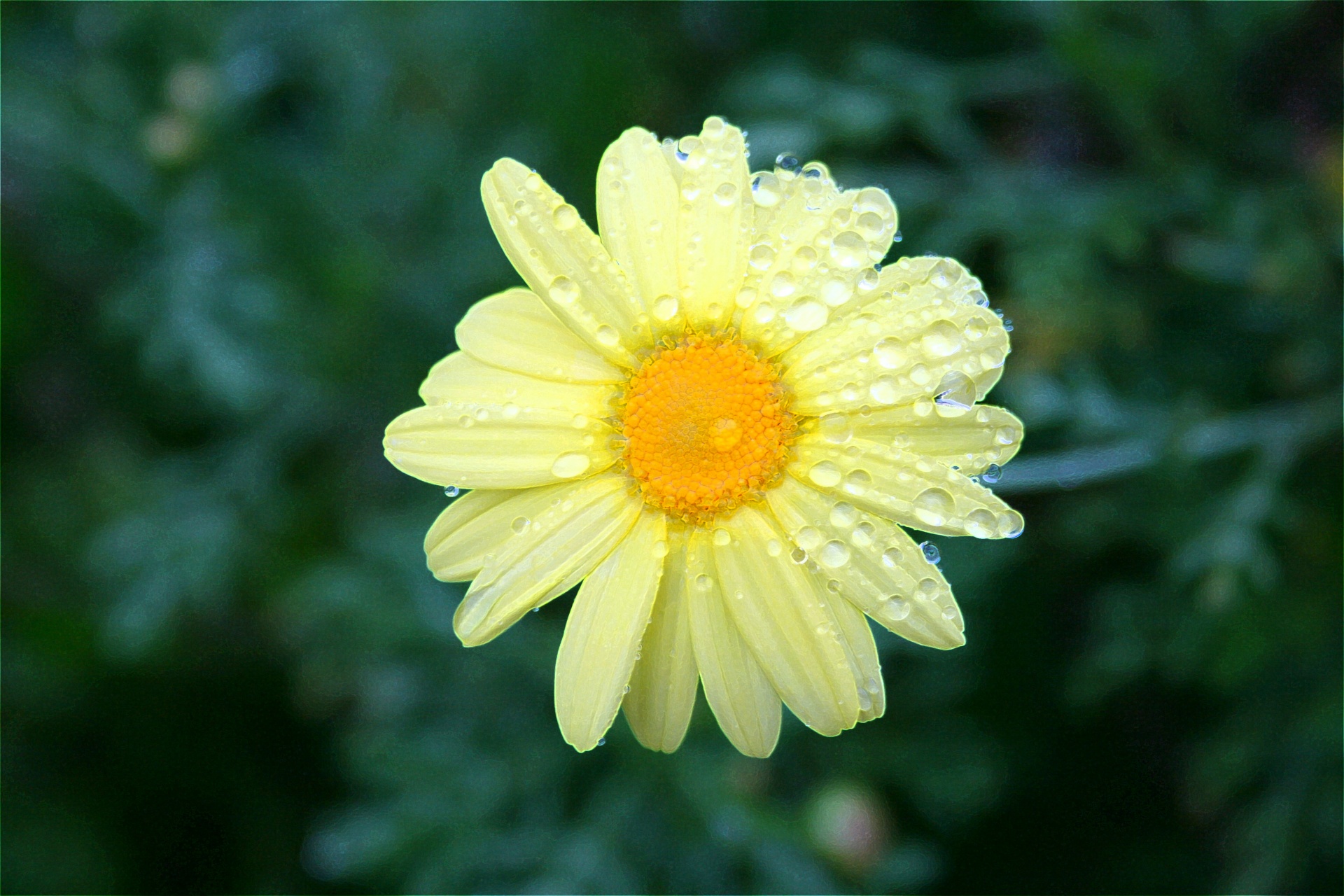 daisy drops water free photo