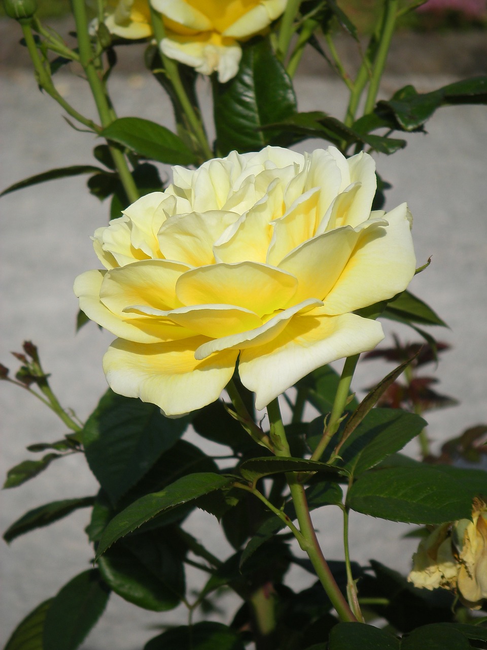 pale yellow rose summer bright free photo