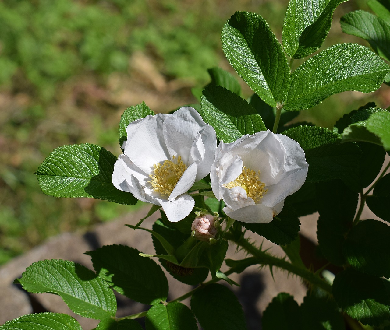 palest pink roses rugosa rose pale pink free photo