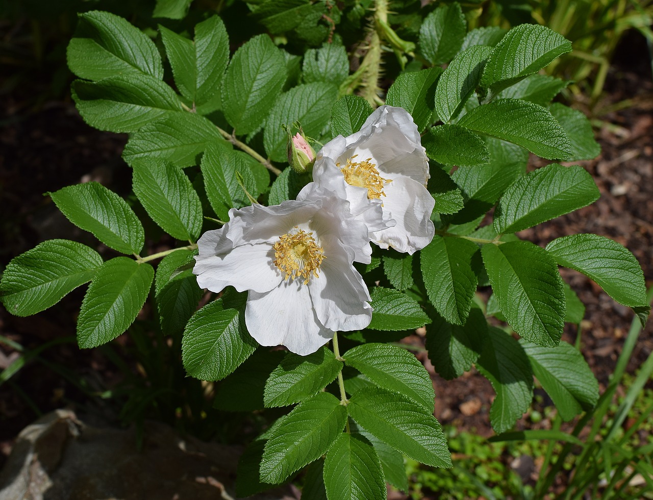 palest pink roses rugosa rose pale pink free photo