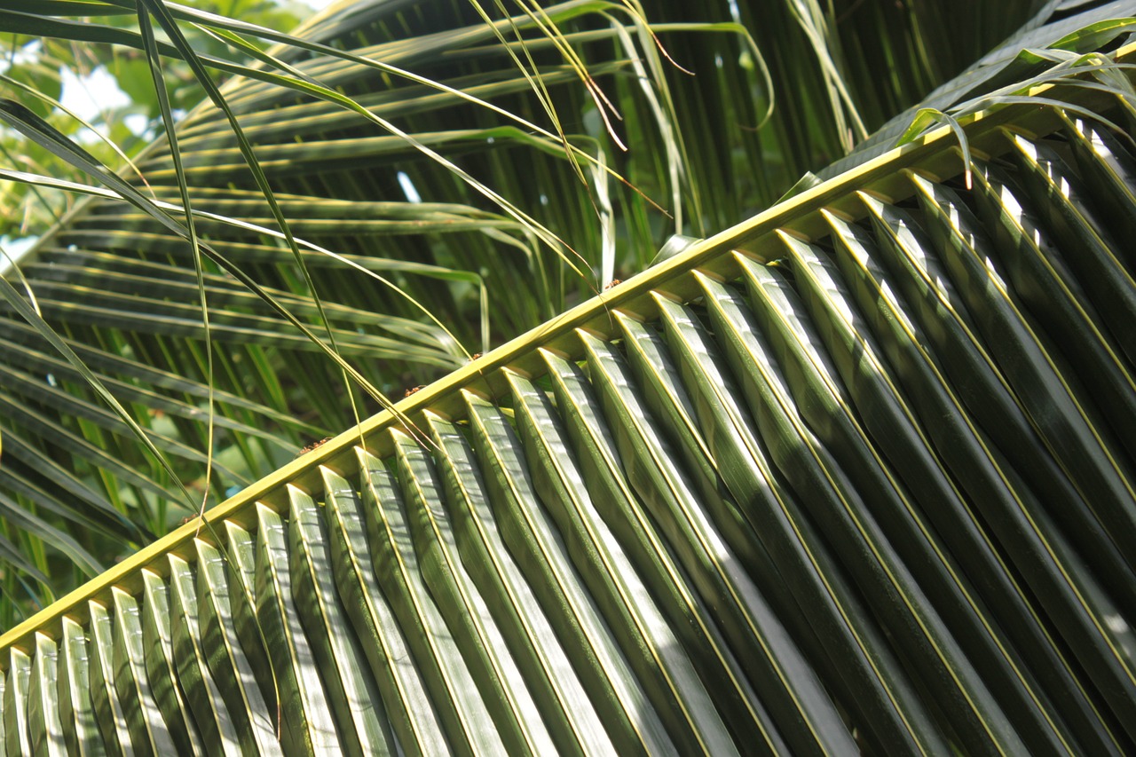 palm leaves green free photo