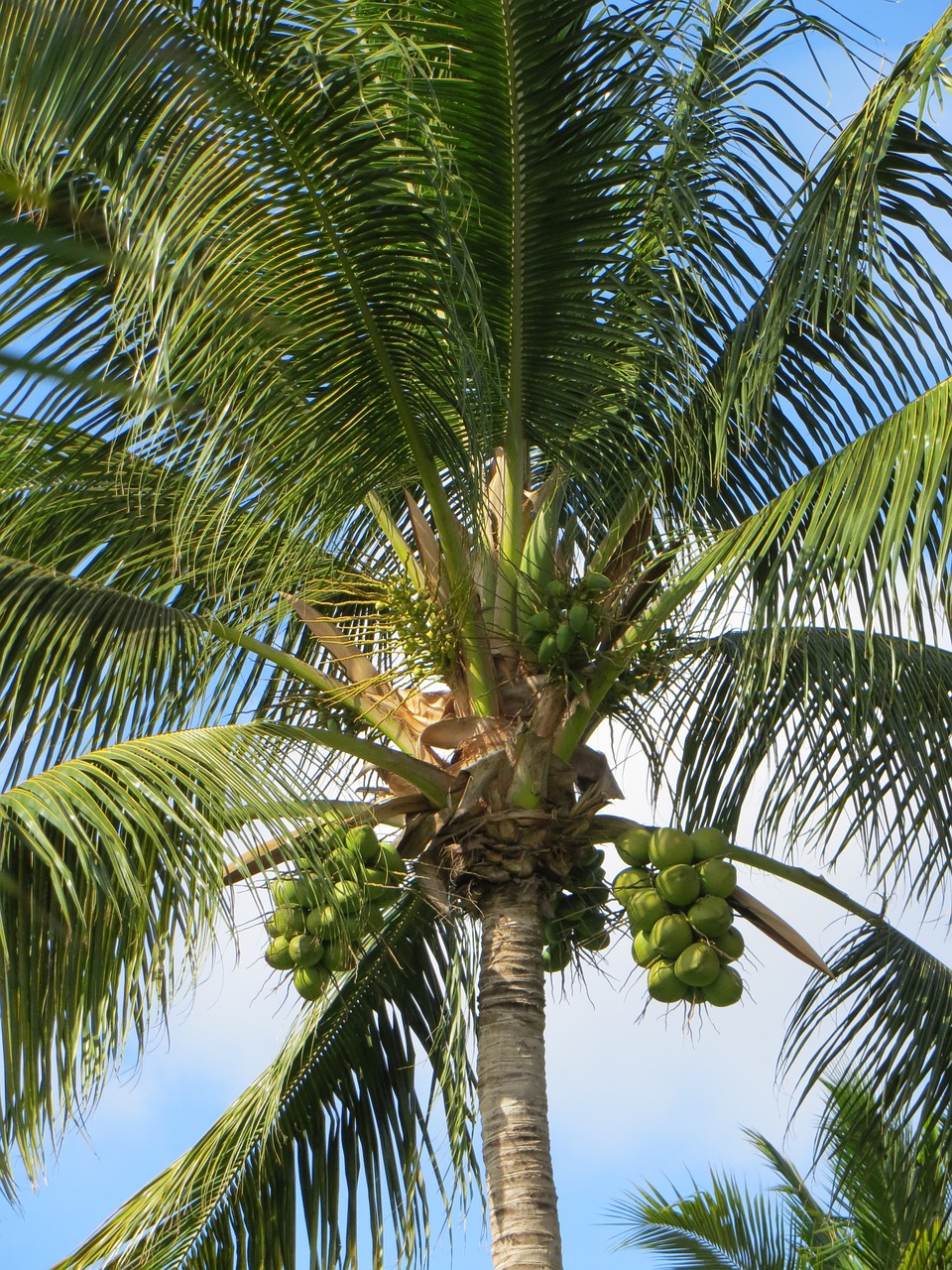 palm summer mauritius free photo