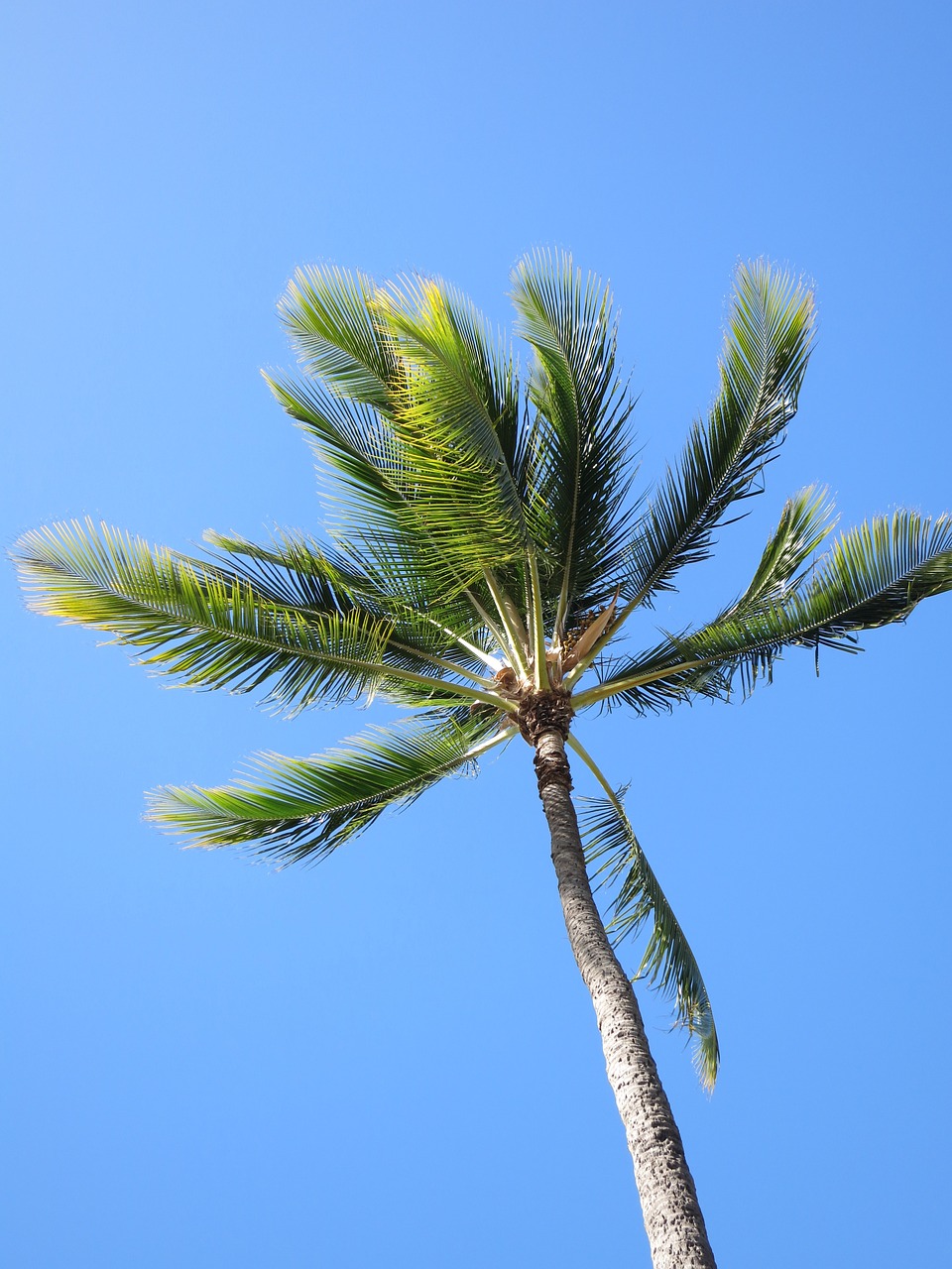 palm tree blue free photo