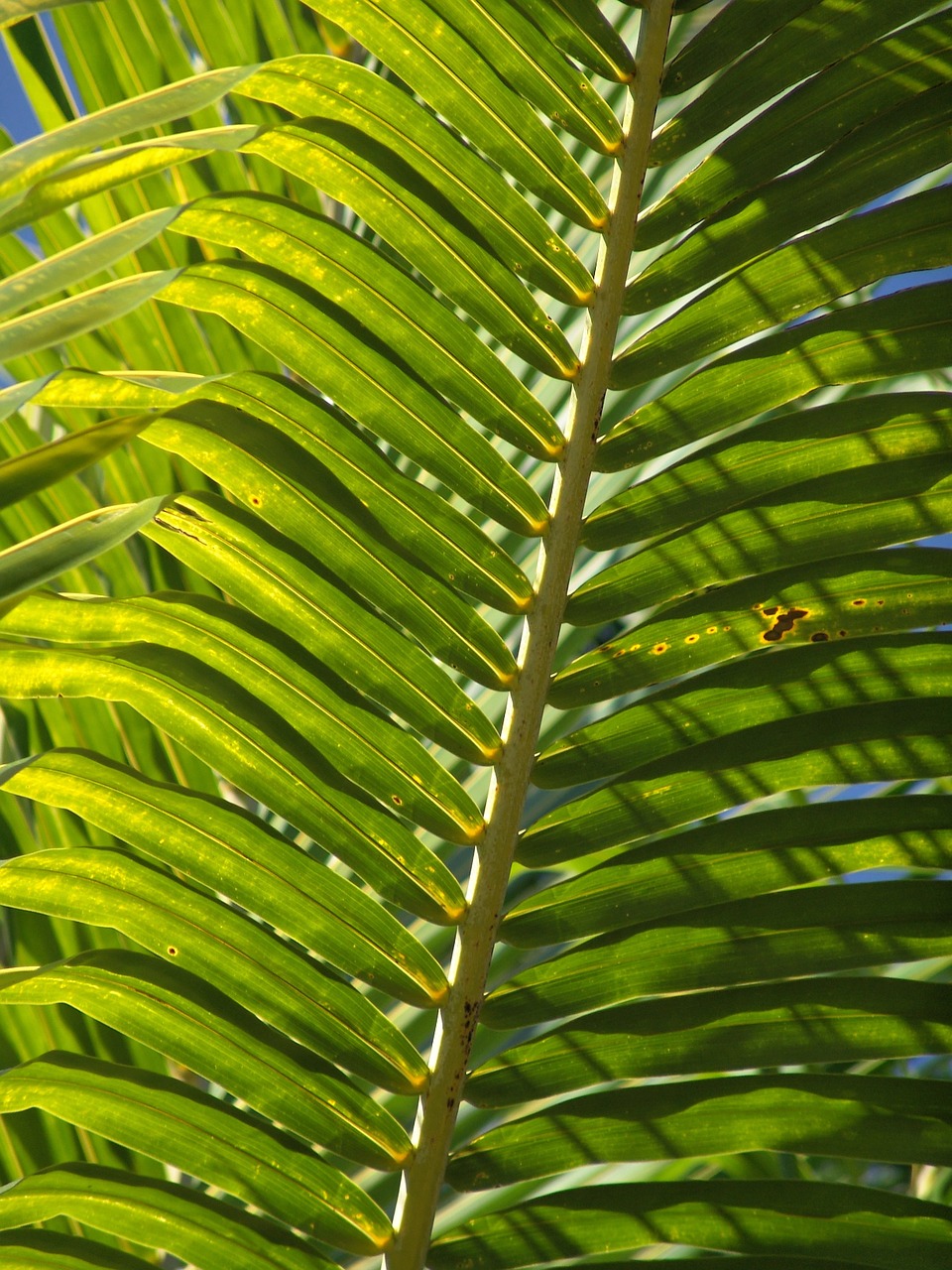 palm frond leaf free photo