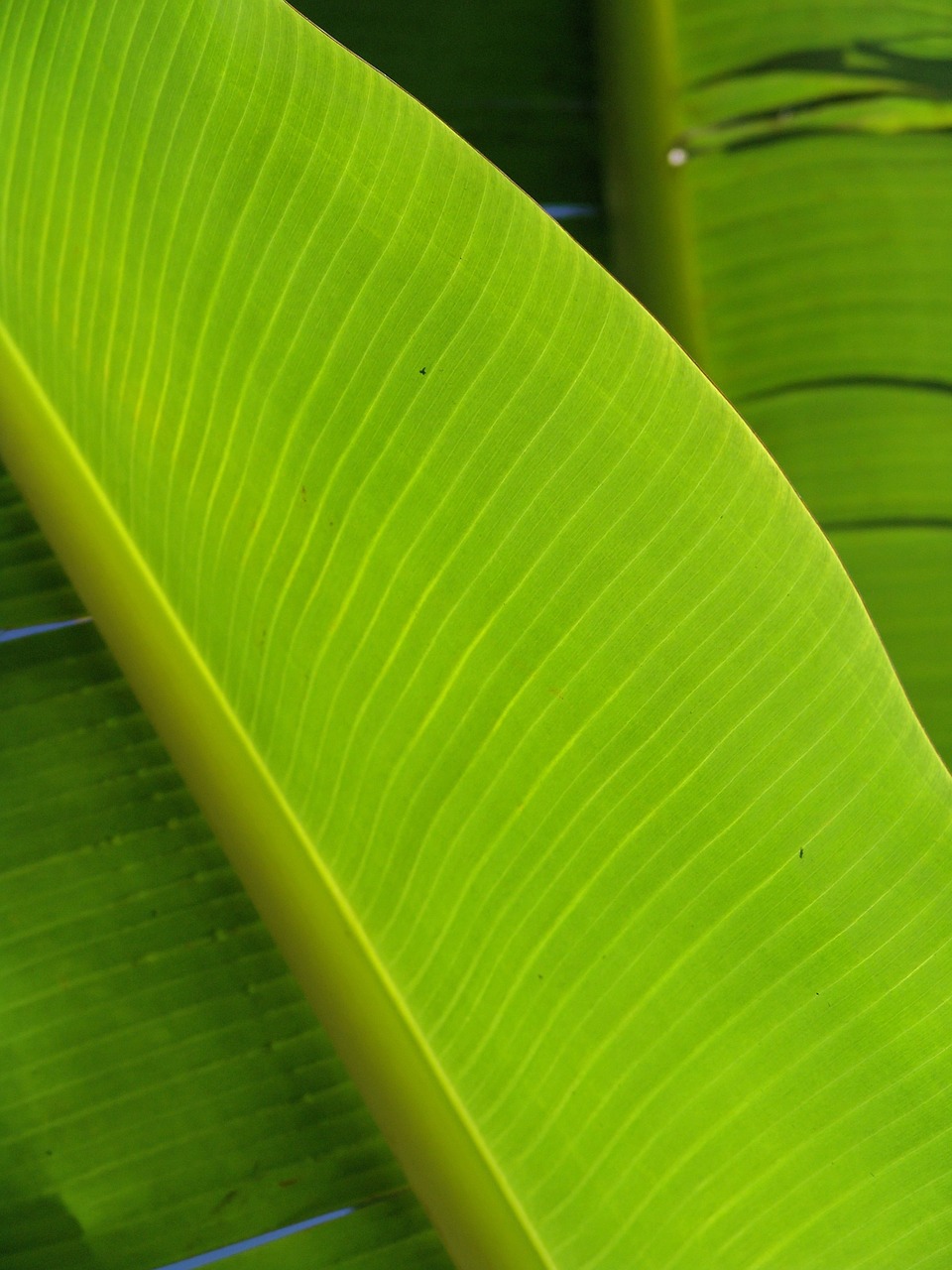 palm frond leaf free photo