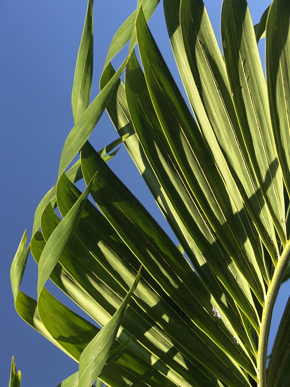 palm frond leaf free photo