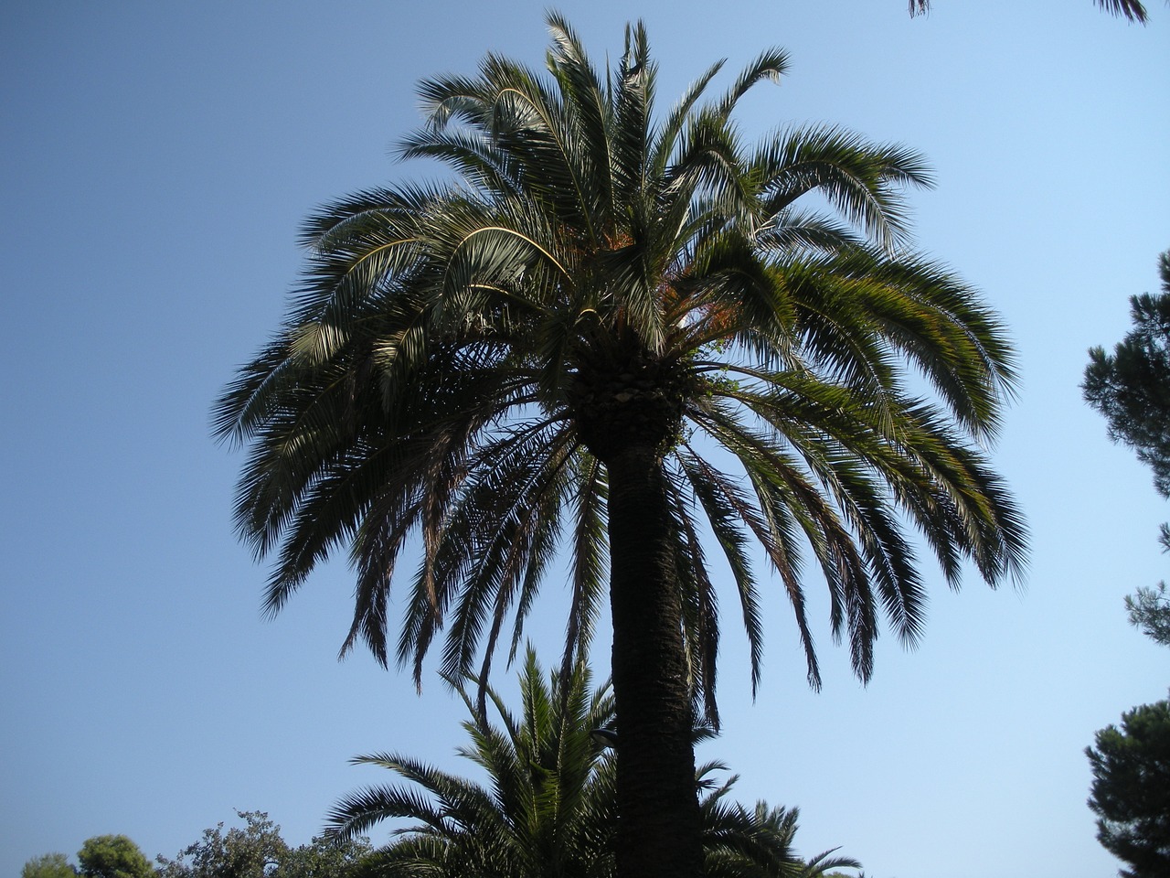 palm south barcelona free photo